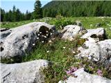 Molička planina 