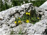 Molička planina 