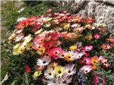 Monte Pelmo (3168) kakšno krasno jesensko cvetje, ki bo kmalu umrlo, kot umre vse dobro