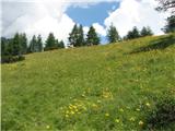 Monte Brentoni nasadi arnike