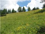 Monte Brentoni nasadi arnike