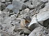 Rifugio Tolazzi - Monte Coglians (Hohe Warte)