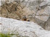 Rifugio Tolazzi - Monte Coglians (Hohe Warte)