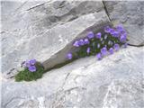 Rifugio Tolazzi - Monte Coglians (Hohe Warte)