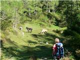 konji nad Planino Ravne