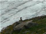 Grossglockner/Kaiser-Franz-Josefs-HÖhe svizec