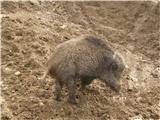 Wild boar (Sus scrofa)
