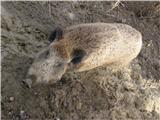 Wild boar (Sus scrofa)