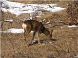 Roe (Capreolus capreolus)