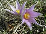 Velikonočnica (Pulsatilla grandis)