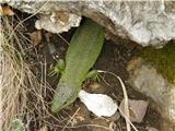 Green lizard (Lacerta viridis)