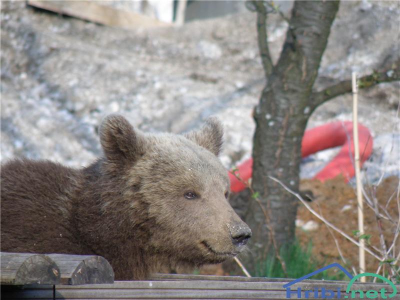 kaj me pa gledate,a še niste videli medvedka