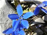 Gentiana verna