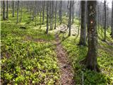 Wild garlic (Allium ursinum)