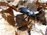 Coleoptera