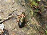 Hrošči (Coleoptera)