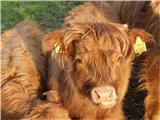 Škotsko govedo (Hairy Coo)