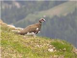 Rock ptarmigan (Lagopus mutus)