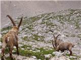 Alpine Ibex (Capra ibex)