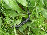 Alpine Salamander (Salamandra atra)