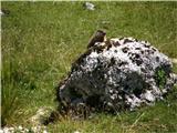 Alpine Marmot (Marmota marmota)