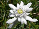 Edelweiss (Leontopodium alpinum)