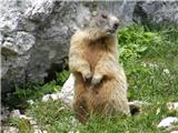 Alpine Marmot (Marmota marmota)