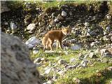 Fox (Vulpes vulpes)