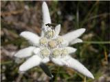 Planika ali očnica (Leontopodium alpinum)