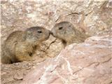 Alpine Marmot (Marmota marmota)