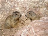 Alpski svizec (Marmota marmota)