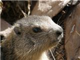 Alpski svizec (Marmota marmota)