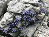 Zois' bellflower (Campanula zoysii)