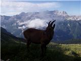 Alpine Ibex (Capra ibex)