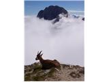 Alpine Ibex (Capra ibex)