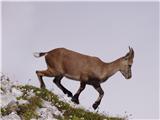 Alpine Ibex (Capra ibex)