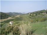 Med Tinjanom in Sečovljami ...lepo obdelana polja, vinogradi, sadovnjaki...
