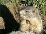 Alpski svizec (Marmota marmota)