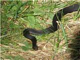 European adder (Vipera berus)