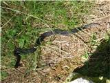 European adder (Vipera berus)