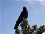 Alpine Chough (Pyrrhocorax graculus)