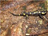 Salamandra salamandra