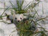 Velika podlasica (Mustela erminea)