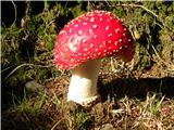 Rdeča mušnica (Amanita muscaria)