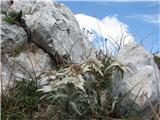 Vrh Ovčje planine in Pri Banderi cvetje v jeseni
