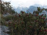 Vrh Ovčje planine in Pri Banderi šipek in Triglav