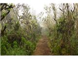 Deževni gozd se proti prvem kampu na višini 3000 m umika