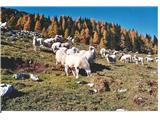 Ob jeseni tudi ovčke zapustijo vrhove.