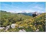 Cvetoča polja Alpskega ranjaka
